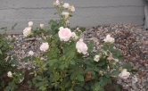DSCN2050